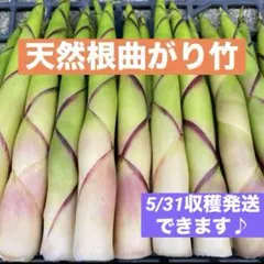 山形県産　根曲がり竹　姫竹　ネマガリダケ　森の凛さん採取　その132