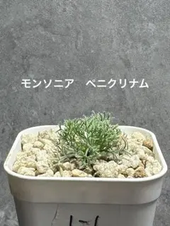 モンソニア　ペニクリナム　実生　1-1 サルコカウロン　ペニクリナ　冬型　塊根