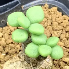 もうすぐ3頭！ ボドレイアエ チレコドン 多肉植物 塊根植物 実生