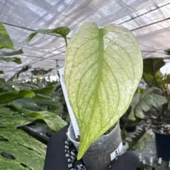 m_stk様 リクエスト 3点 まとめ商品