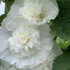 ましろ様 リクエスト 3点 まとめ商品