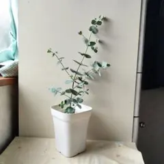 ミスチル大好きっこ様 リクエスト 2点 まとめ商品