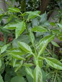 花柚子(ゆず)の葉 新芽残りわずか 60枚程度 無農薬 幼虫の餌 アゲハ