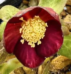 2026年最新】ミスティーク クリスマスローズの人気アイテム - メルカリ