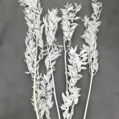 ニゲラ ホワイト オリエンタリス 【25輪】白 スワッグ 花材 ロング