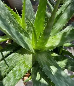 アロエベラ苗3本植物 肉厚 葉 斑点模様