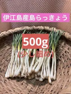 直売所コスパ最強〉沖縄県産 島らっきょう B品 約750g【ネコポス】①