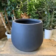 幹太 ガジュマル セメントファイバー陶器鉢 植え込み発送 - メルカリ