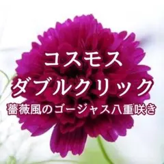 2026年最新】花 種 珍しいの人気アイテム - メルカリ