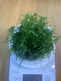 南米ウィローモス　２０g