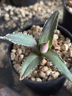 うかむ様 リクエスト 3点 まとめ商品