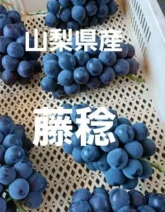 【山梨県農家直送】朝採り 藤稔 粒 900グラムのサムネイル