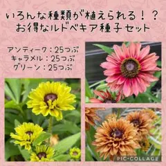 宿根ヒメヒマワリ ブリーディングハーツ 2ポットセット らくらく