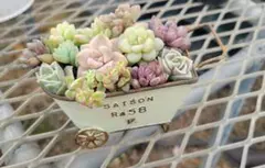 ちまちま寄せ植えセダム完成品　すぐに飾れる　多品種　多肉植物