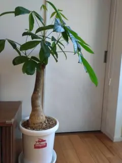 【極太幹・存在感抜群】パキラ 観葉植物／特大サイズ 引き取り限定 極太幹・存在感抜群】パキラ 観葉植物／特大サイズ 引き取り限定