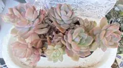 とめ様専用出品 多肉植物 【エボニー×プロリフェラ】抜き苗 - メルカリ