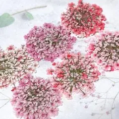 押し花素材＊レースフラワー　中サイズ3