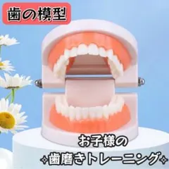 歯 模型 歯磨き 練習用 歯医者 歯科衛生士 保健 歯医者 トレーニング