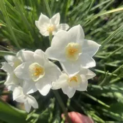 洋蘭原種】 Neobenthamia gracilis 高芽 珍品 3本セット - メルカリ