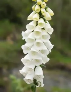 まーご様 リクエスト 2点 まとめ商品