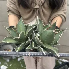 アガベ チタノタ“赤棘パリー トランカータ” 美しい青白い 大株 - メルカリ