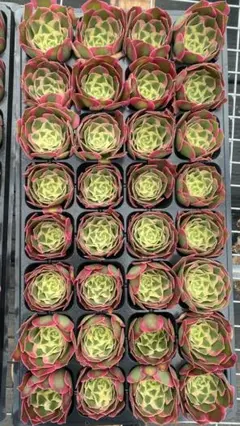 2026年最新】観葉植物 アエオニウムの人気アイテム - メルカリ
