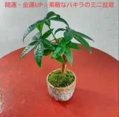 ネロ様 リクエスト 2点 まとめ商品