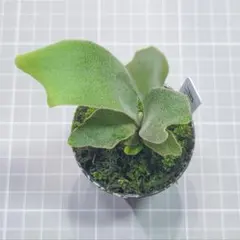 1株限定】P.Willinckii '月光爪哇' spore select - メルカリ
