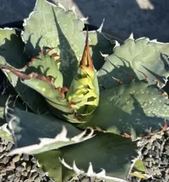 2025年最新】オテロイ オアハカの人気アイテム - メルカリ