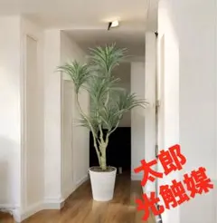光触媒　人工観葉植物　ウォールグリーン　フェイクグリーン　ユッカw1.3のサムネイル