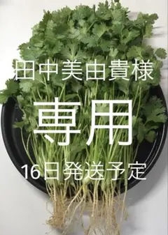 【16日発送予定】パクチー 香菜 コリアンダー 400g【田中美由貴様専用】のサムネイル