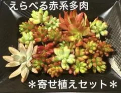 多肉植物 選べる寄せ植えセット 虹の玉 乙女心 秋麗 火祭り 50g以内