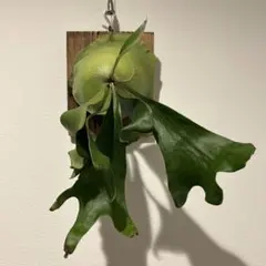 2025年最新】ビカクシダ 胞子の人気アイテム - メルカリ