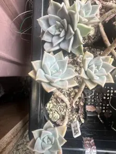 薄氷のサムネイル