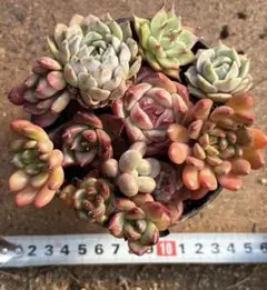 多肉植物　抜き苗　寄せ植え　写真の全部の苗　そのまま植えるだけで可愛い