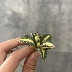 仙*渓様 アガベ姫厳竜白中斑入り抜き苗発送 アガベ チタノタ 姫厳竜 白中斑 | GREEN LUCK