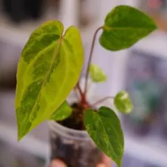 Anthurium Pap Var × D&H × Lux 斑入り 実生株 - メルカリ