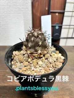 現地球 Copiapoa　コピアポア 銅羅丸　デュラ　輸入株　カキコ自根　貴重 51f90bb5c0c228c6d73588f54ce1ff