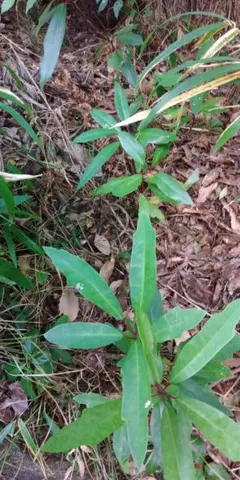 無農薬 大きなナワシログミの木 おまけどくだみの苗 - メルカリ
