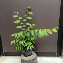 ツツジ科 落葉低木 苗木 苗 バイカツツジ 大変珍しい花木です。 白い花