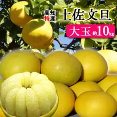 大玉限定☆ご家庭用　高知特産土佐文旦　 4L〜3Lサイズ13〜18玉入り約10㎏