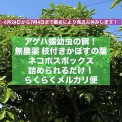 제비꼬리 나비 애벌레를 위한 먹이!가지가 달린 무농약 카보수 잎, 130g 이상, 그냥 상자에 담았습니다.