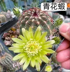 46-火星の光 新品種白檀 花サボテン 群開花 巨大カキコ 開花見込