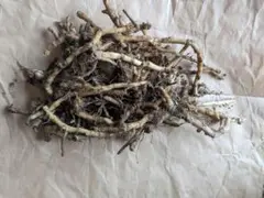 【こうにゅうしゃ様専用】みょうが　地下茎　家庭菜園用①