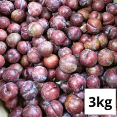 2026年最新】鹿児島 すももの人気アイテム - メルカリ