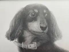 犬 ミニチュアダックスフンド　鉛筆画 B5サイズ