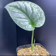 2025年最新】scindapsus スキンダプサスの人気アイテム - メルカリ