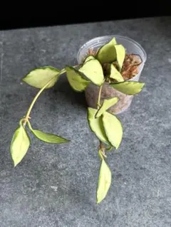 Hoya heuschkeliana2苗のサムネイル