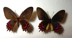 オモニリュック様 リクエスト 3点 まとめ商品