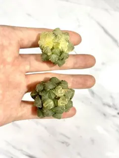 ジ*リ様 多肉植物 ハオルチア オブツーサ錦 水中月 糊斑 鮮明錦 2株